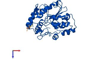 AlphaFold protein structure predicition of Human Recombinant SULT1A4 Protein, UniprotID P0DMN0