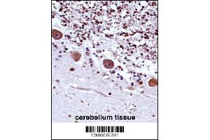 TRA2B Antibody immunohistochemistry analysis in formalin fixed and paraffin embedded human cerebellum tissue followed by peroxidase conjugation of the secondary antibody and DAB staining. (TRA2B anticorps  (AA 208-237))