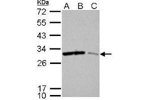 WB Image 14-3-3 sigma antibody detects SFN protein by Western blot analysis. (14-3-3 sigma/SFN anticorps)