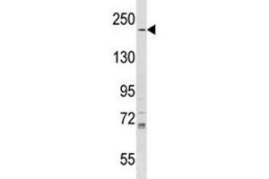 IQGAP1 antibody western blot analysis in T47D lysate.