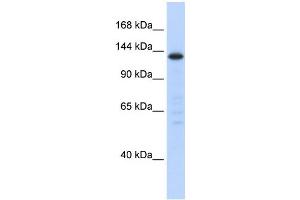 Western Blotting (WB) image for anti-Splicing Factor 3b, Subunit 3, 130kDa (SF3B3) antibody (ABIN2458526) (SF3B3 anticorps)