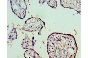 Immunohistochemistry of paraffin-embedded human placenta tissue using ABIN7169685 at dilution of 1:100