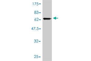Western Blot detection against Immunogen (67.