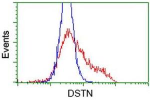 Image no. 15 for anti-Destrin (Actin Depolymerizing Factor) (DSTN) antibody (ABIN1497907)