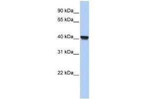 RLBP1L1 antibody used at 1 ug/ml to detect target protein. (Clavesin 1 anticorps  (N-Term))