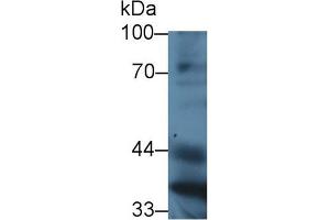 Western Blot; Sample: Mouse Liver lysate; ;Primary Ab: 3µg/ml Rabbit Anti-Mouse PON1 Antibody;Second Ab: 0. (PON1 anticorps  (AA 187-354))