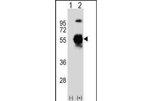 Western blot analysis of UBE1C (arrow) using rabbit polyclonal UBE1C Antibody  (ABIN387909 and ABIN2844296). (UBA3 anticorps  (C-Term))