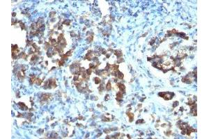 Image no. 2 for anti-Cell Division Cycle 20 Homolog (S. Cerevisiae) (CDC20) antibody (ABIN6185545) (CDC20 anticorps)