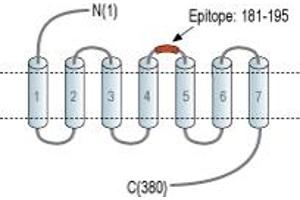 anti-G Protein-Coupled Receptor 132 (GPR132) (2nd Extracellular Loop), (AA 181-195) antibody (FITC)