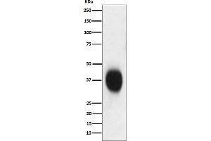 Western blot analysis of CD53 expression in Jurkat cell lysate.