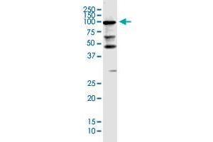 KIAA0226 monoclonal antibody (M03), clone 2G8. (Rubicon anticorps  (AA 1-375))