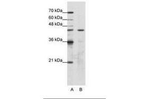 Image no. 1 for anti-Obg-Like ATPase 1 (OLA1) (AA 29-78) antibody (ABIN202423) (OLA1 anticorps  (AA 29-78))
