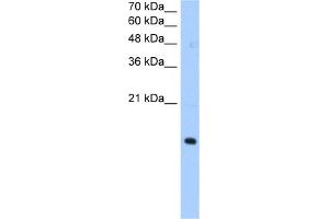 WB Suggested Anti-PILRA Antibody Titration:  0.