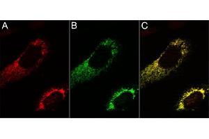 3T3 cells transfected with the mitochondrial marker TOM70-mTagBFP (A, false color illustration in red), stained with anti-TagBFP Atto488 (B, green). (Recombinant Blue Fluorescent Protein anticorps  (Atto 488))