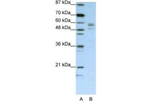 Western Blotting (WB) image for anti-Seryl-tRNA Synthetase (SARS) antibody (ABIN2462216) (Seryl-tRNA Synthetase (SARS) anticorps)