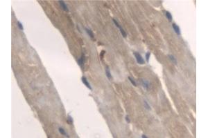 Detection of PNPO in Mouse Heart Tissue using Polyclonal Antibody to Pyridoxamine-5'-Phosphate Oxidase (PNPO)