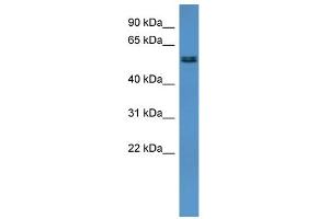 WB Suggested Anti-Alg8 Antibody Titration:  0. (ALG8 anticorps  (Middle Region))