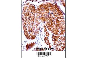 PAEP Antibody immunohistochemistry analysis in formalin fixed and paraffin embedded human uterus tissue followed by peroxidase conjugation of the secondary antibody and DAB staining. (PAEP anticorps  (AA 73-101))