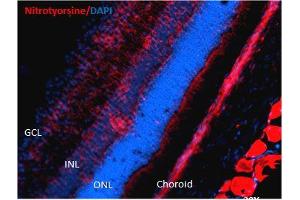 Immunohistochemistry analysis using Mouse Anti-Nitrotyrosine Monoclonal Antibody, Clone 39B6 .