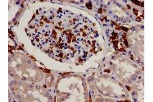 Immunohistochemistry analysis of human kidney tissue using ABIN7152166 at dilution of 1:100 (EIF3S1 anticorps  (AA 5-115))