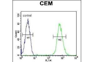CD37 Antibody (Center) (ABIN654668 and ABIN2844364) flow cytometric analysis of CEM cells (right histogram) compared to a negative control cell (left histogram). (CD37 anticorps  (AA 101-130))