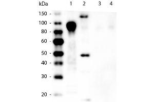 Western Blot of Mouse anti-6xHIS Tag Antibody. (His Tag anticorps)