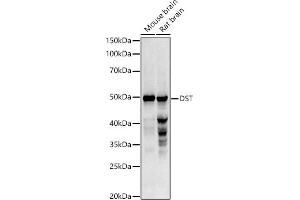 Western blot analysis of extracts of various cell lines, using DST antibody (ABIN3022722, ABIN3022723, ABIN3022724 and ABIN6219179) at 1:1000 dilution. (Dystonin anticorps  (AA 1-270))