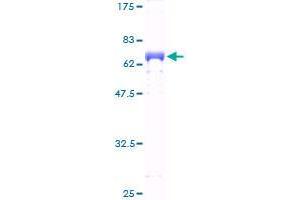 Image no. 1 for Zinc Finger and SCAN Domain Containing 16 (ZSCAN16) (AA 1-348) protein (GST tag) (ABIN1326529)