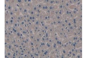 Detection of KL in Mouse Liver Tissue using Polyclonal Antibody to Klotho (KL)
