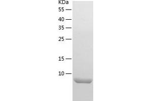 Western Blotting (WB) image for Histatin 3 (HTN3) (AA 20-51) protein (His tag) (ABIN7123336) (HTN3 Protein (AA 20-51) (His tag))