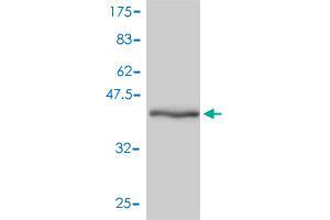 Western Blot detection against Immunogen (42.