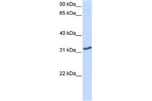 WB Suggested Anti-DLX3 Antibody Titration: 0. (DLX3 anticorps  (N-Term))