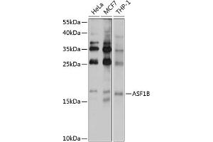 Western blot analysis of extracts of various cell lines, using B antibody (ABIN6129938, ABIN6137176, ABIN6137177 and ABIN6222167) at 1:1000 dilution. (ASF1B anticorps  (AA 63-202))