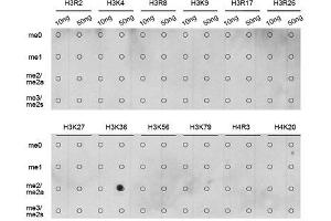 Dot-blot analysis of all sorts of methylation peptides using DiMethyl-Histone H3-K36 antibody.