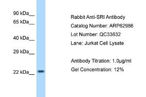 Western Blotting (WB) image for anti-Sorcin (SRI) (Middle Region) antibody (ABIN971785) (SRI anticorps  (Middle Region))
