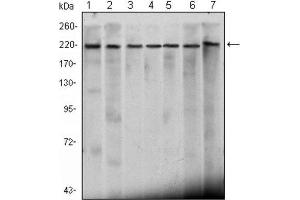 Western Blotting (WB) image for anti-Chromodomain Helicase DNA Binding Protein 3 (CHD3) antibody (ABIN2983311) (CHD3 anticorps)
