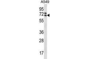 Western blot analysis in A549 cell line lysates (35ug/lane) using PIK3AP1  Antibody  (C-term).