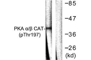 Western Blotting (WB) image for anti-PKA alpha/beta Cat (pThr197) antibody (ABIN1847296) (PKA alpha/beta Cat (pThr197) anticorps)