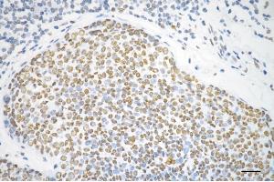 anti-Heterogeneous Nuclear Ribonucleoprotein U-Like 1 (HNRNPUL1) antibody