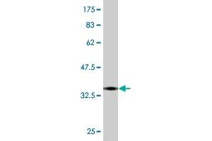 Western Blot detection against Immunogen (35. (TRIB2 anticorps  (AA 254-343))