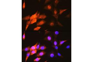 Immunofluorescence analysis of NIH-3T3 cells using J/CSN5/COPS5 Rabbit mAb (ABIN7266497) at dilution of 1:100 (40x lens).