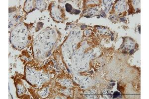 anti-Plasminogen-Like B2 (PLGLB2) (AA 21-96) antibody