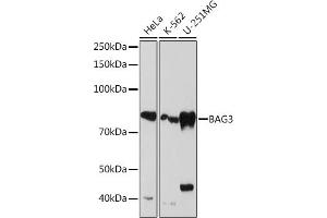 Western blot analysis of extracts of various cell lines, using B Rabbit mAb (ABIN7265850) at 1:1000 dilution. (BAG3 anticorps)