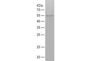 Western Blotting (WB) image for Cullin 1 (CUL1) (AA 477-776) protein (His-IF2DI Tag) (ABIN7122515)