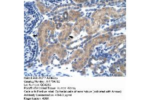 Human kidney (TCF7 anticorps  (Middle Region))