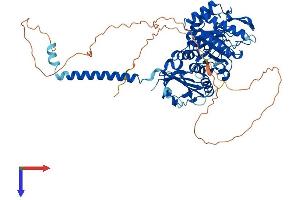 AlphaFold protein structure predicition of Human Recombinant SLC3A2 Protein, UniprotID P08195