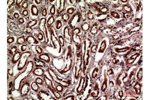 Immunohistochemistry (IHC) analysis of paraffin-embedded Human Kidney, antibody was diluted at 1:100.