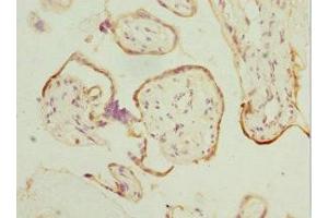 Immunohistochemistry of paraffin-embedded human placenta tissue using ABIN7165626 at dilution of 1:100 (HEXIM1 anticorps  (AA 210-359))