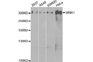 Western Blotting (WB) image for anti-WNK Lysine Deficient Protein Kinase 1 (WNK1) antibody (ABIN1875447) (WNK1 anticorps)
