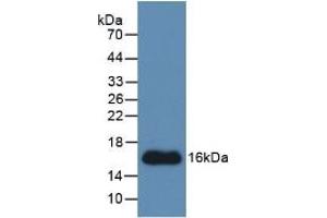 Detection of Recombinant CTGF, Human using Monoclonal Antibody to Connective Tissue Growth Factor (CTGF) (CTGF anticorps  (AA 248-349))